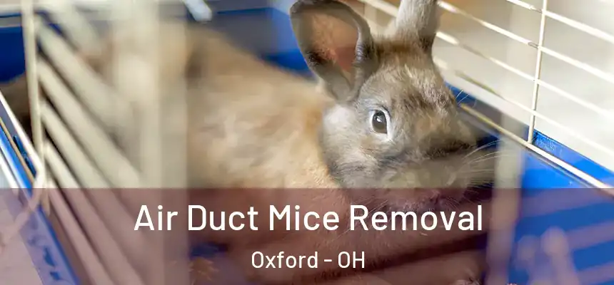 Air Duct Mice Removal Oxford - OH
